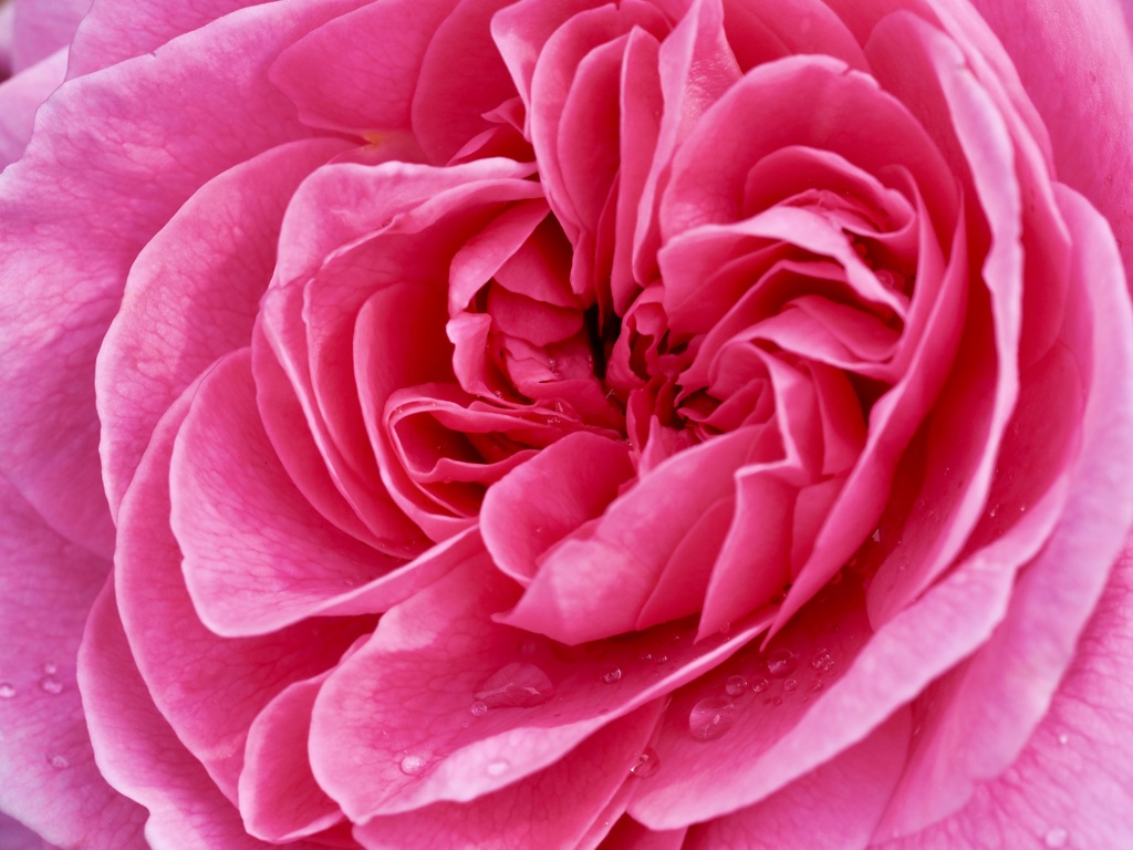 君に薔薇薔薇…という感じ