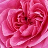 君に薔薇薔薇…という感じ