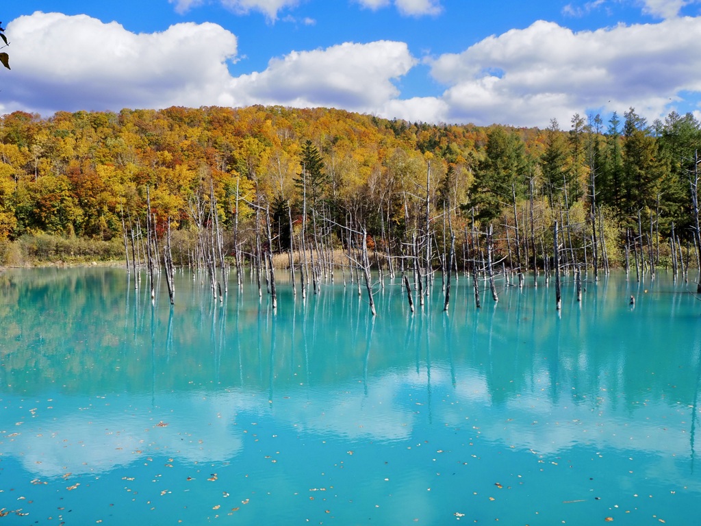 10月半ばの青い池　その１