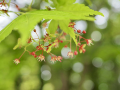 紅葉の花