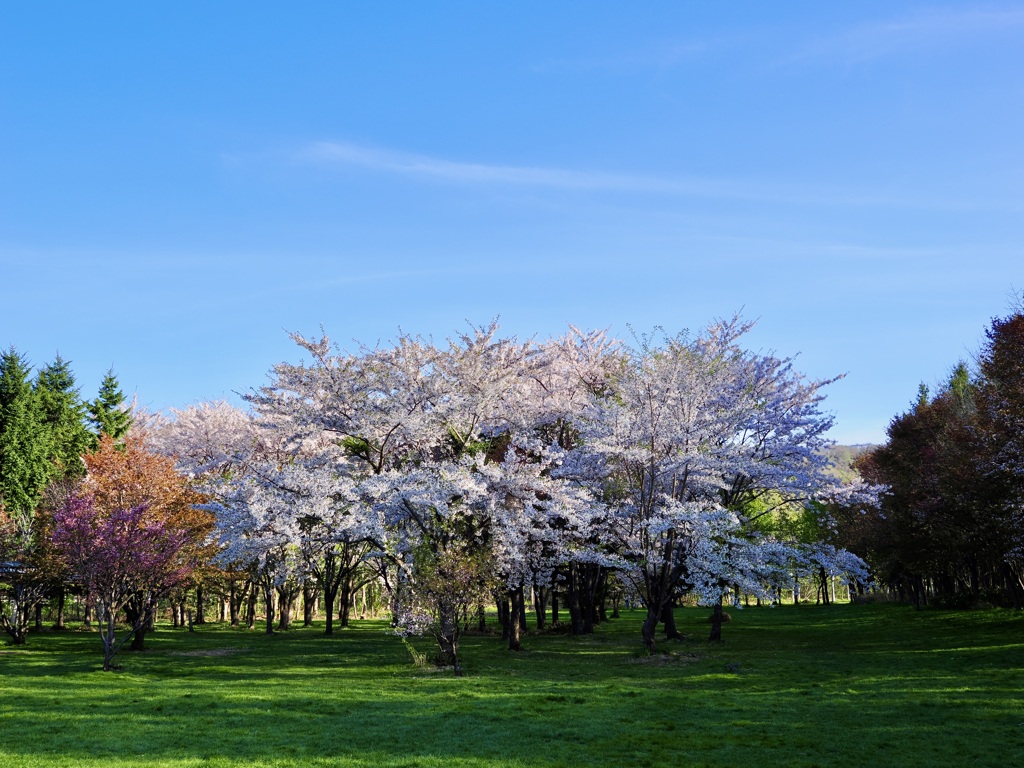 青空と桜と新緑と