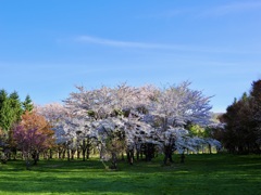 青空と桜と新緑と