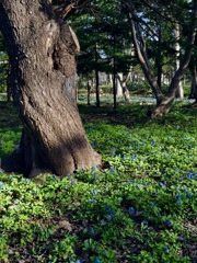 神秘の森…っぽく