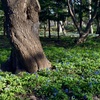 神秘の森…っぽく