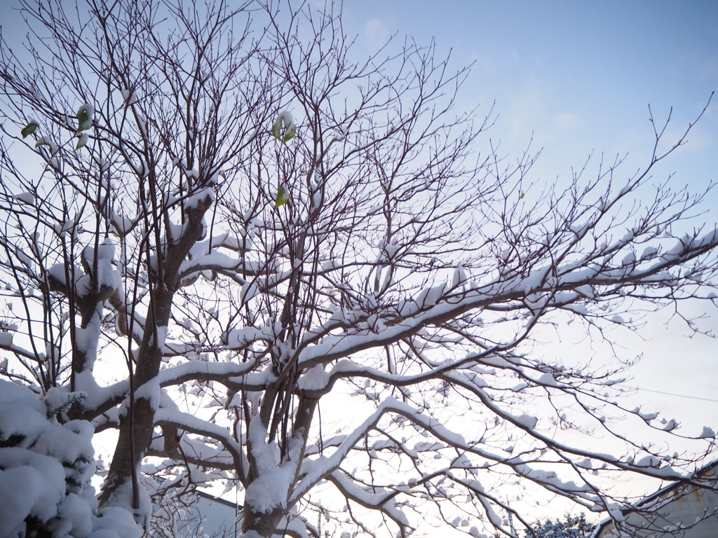 初雪の朝