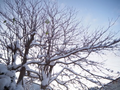 初雪の朝