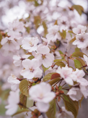 GWに桜を楽しむ贅沢