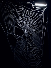 Spider Web