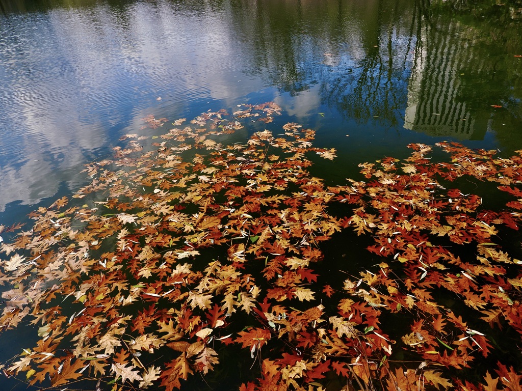 秋が残るのは水の中だけ　その２