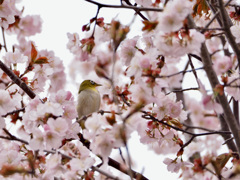 薄いピンクに囲まれて