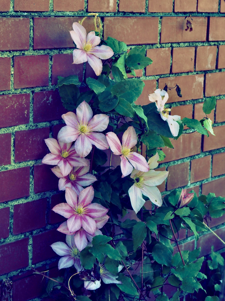 flowers on the wall