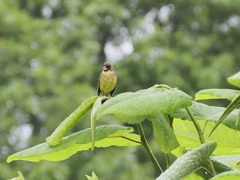 この鳥は何？