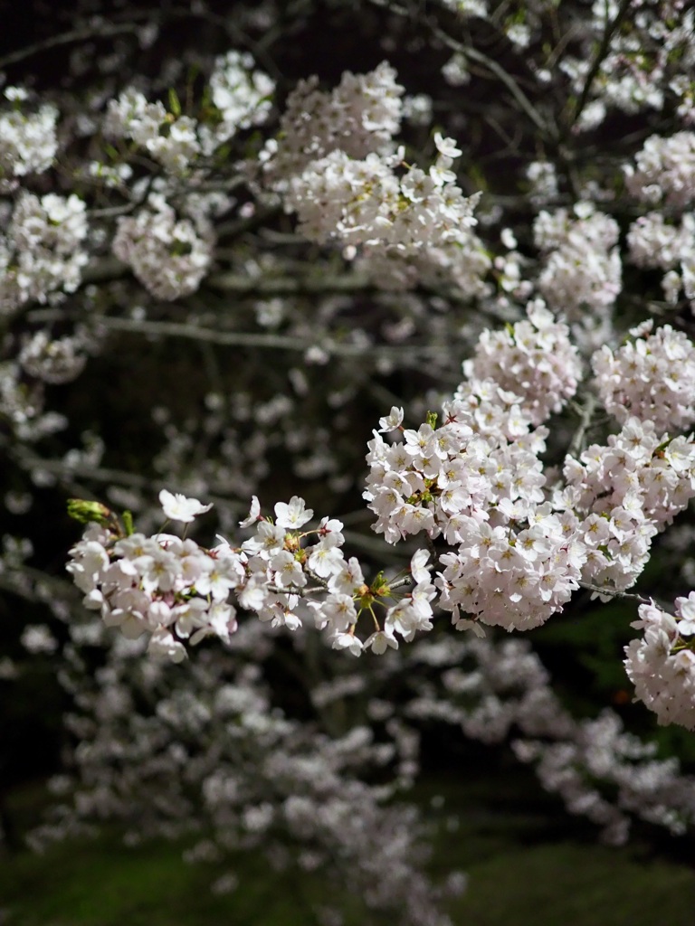 夜桜その１