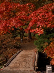 夕刻の紅葉