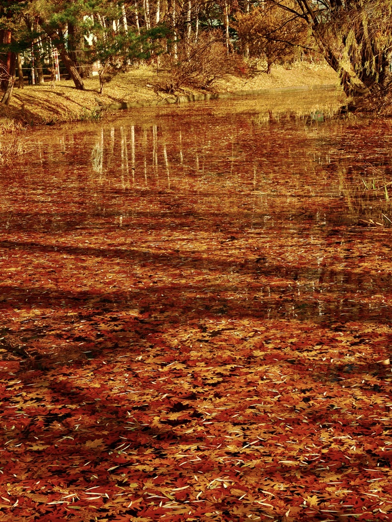 秋が残るのは水の中だけ