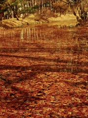 秋が残るのは水の中だけ