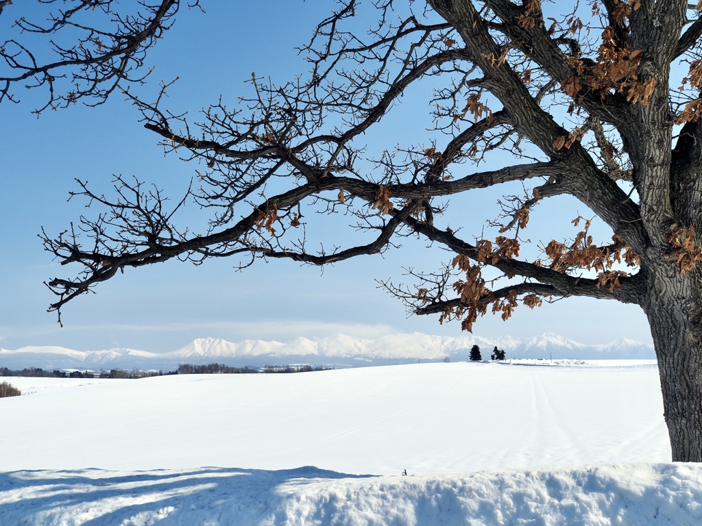 セブンスターの木からの十勝連峰