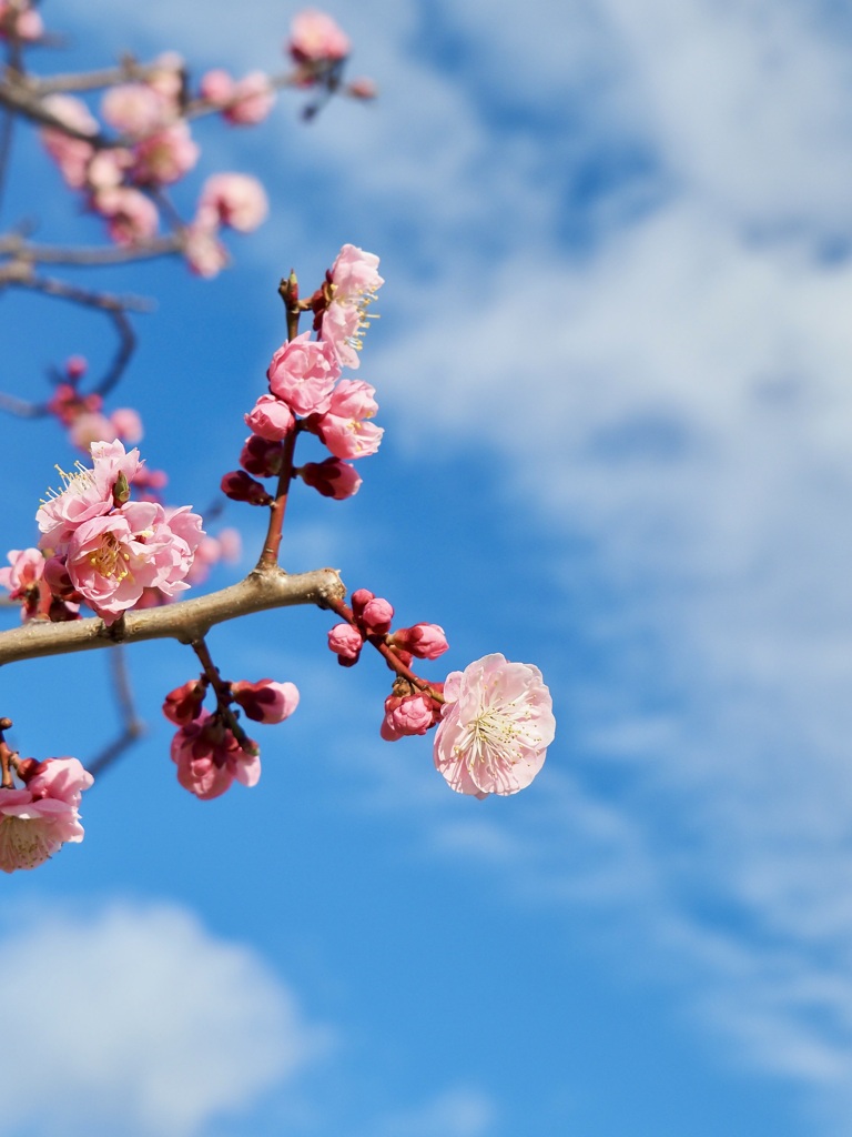 今年は早いぞ