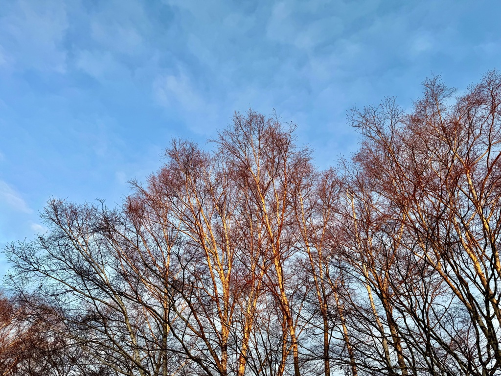 今朝の白樺、朝日を浴びて