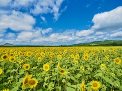 夏空ひまわり