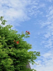 縁起が悪いとされる花