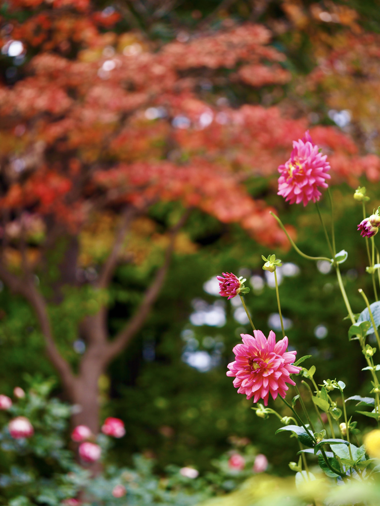 紅葉とダリア