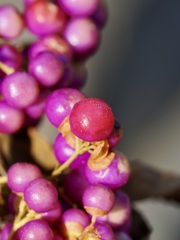 少しだけ他より赤い