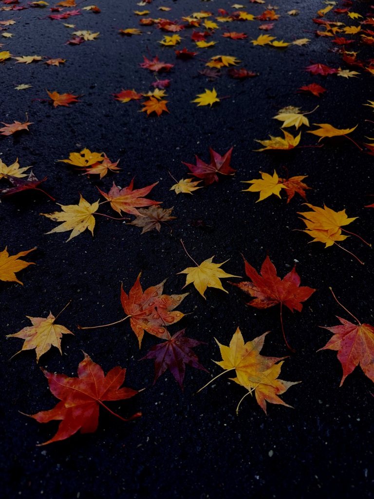 落ち紅葉