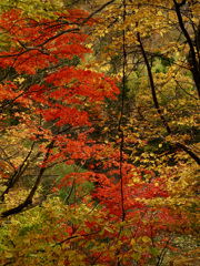 深山、染まる