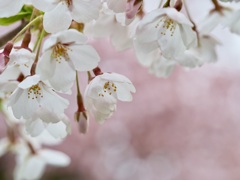 円山公園の桜