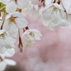 円山公園の桜