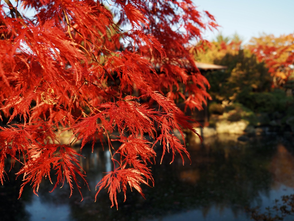 夕暮れ紅葉