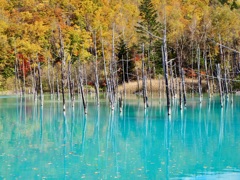 10月半ばの青い池　その２