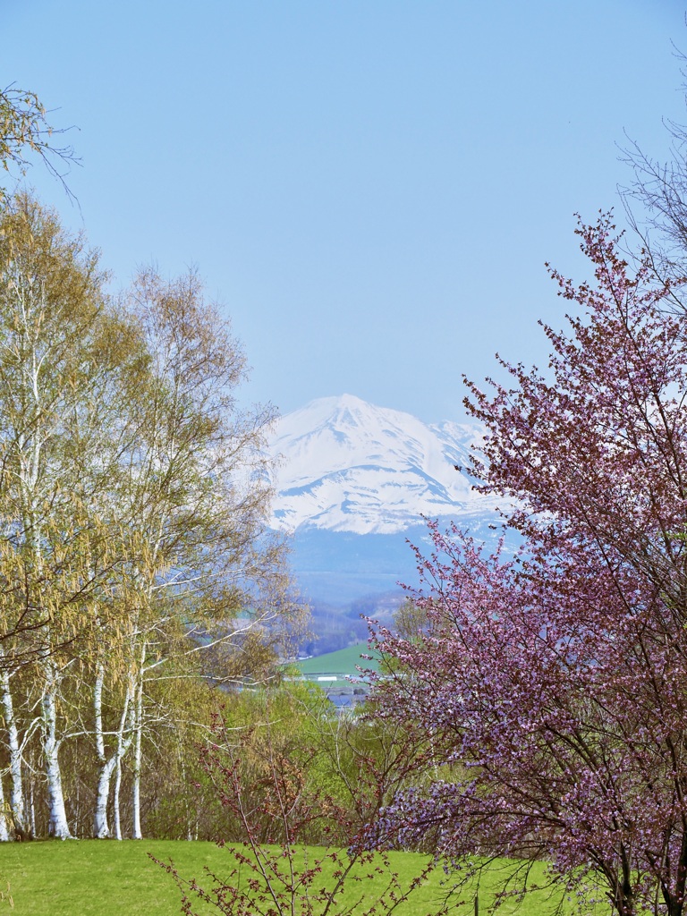 白樺・蝦夷山桜・美瑛岳