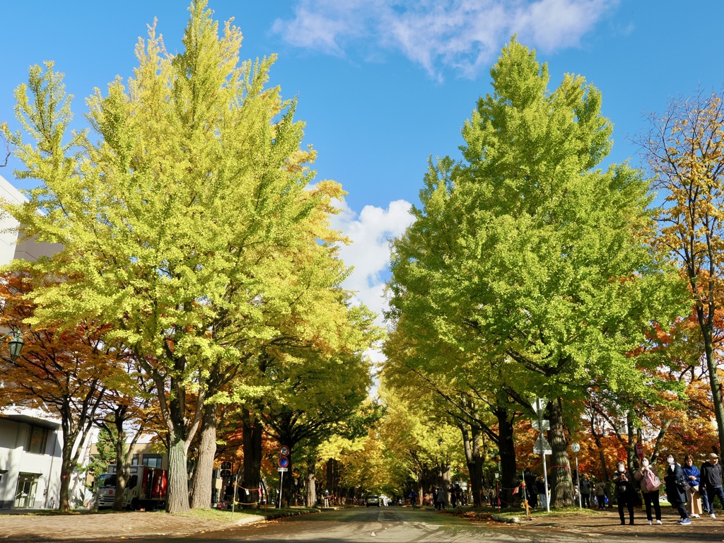 イチョウ色づき始める