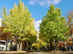 イチョウ色づき始める イチョウ色づき始める