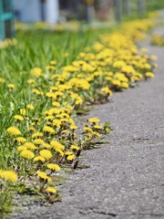 歩道に沿って