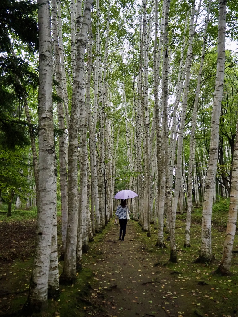 雨の白樺回廊