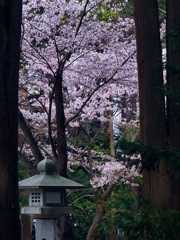 松灯籠桜