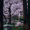 松灯籠桜