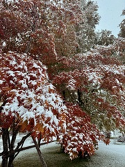 紅葉を楽しむ前に…