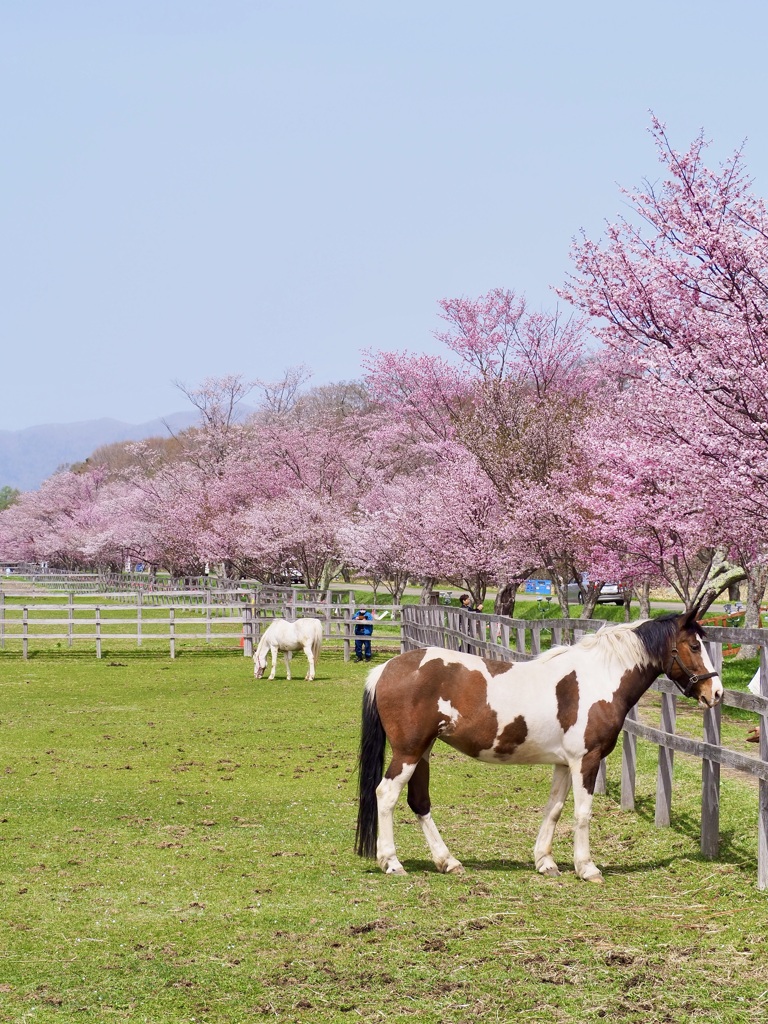 馬と桜