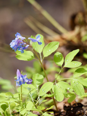 雨上がりの森　その２