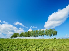 夏雲のウイング
