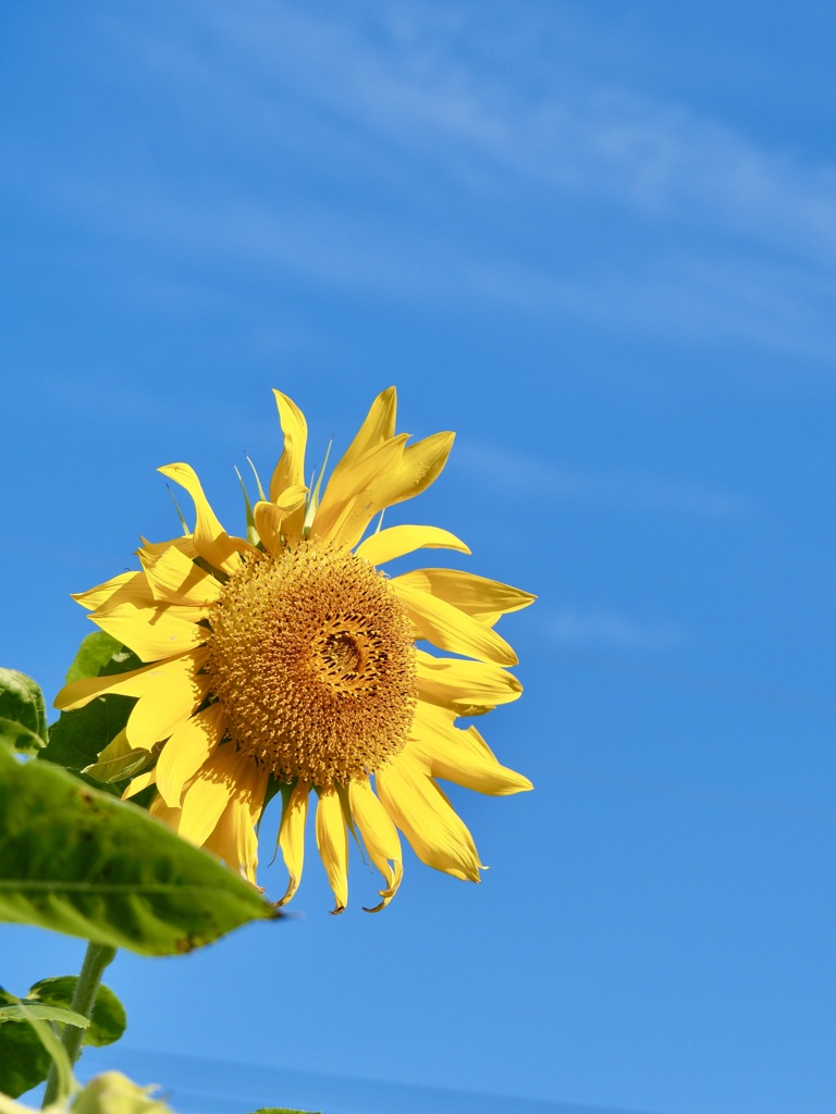 今年の夏は暑かった…