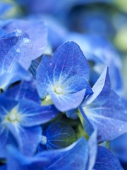紫陽花ブルー
