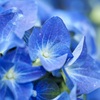 紫陽花ブルー