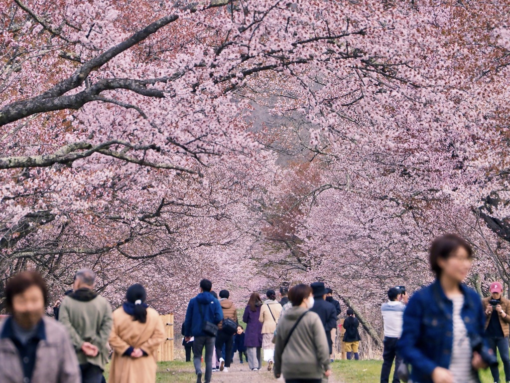 桜と人