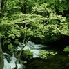 深緑