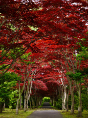 7月の紅葉